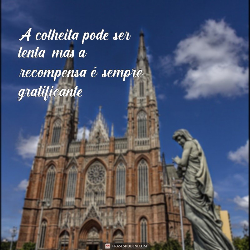 Plantar e Colher: A Sabedoria das Mensagens sobre o Ciclo da Vida 