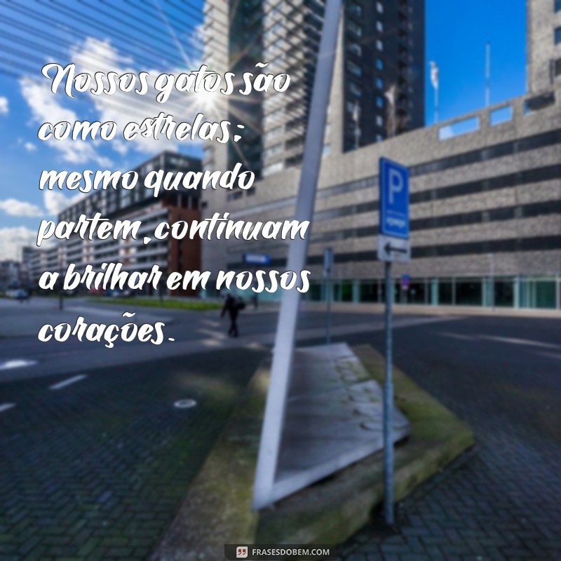 Como Lidar com a Perda de um Gato Querido: Dicas para Superar a Dor 