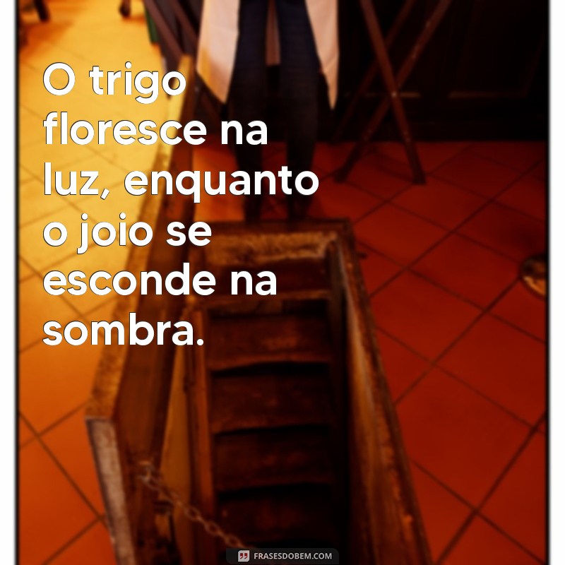 trigo e joio O trigo floresce na luz, enquanto o joio se esconde na sombra.