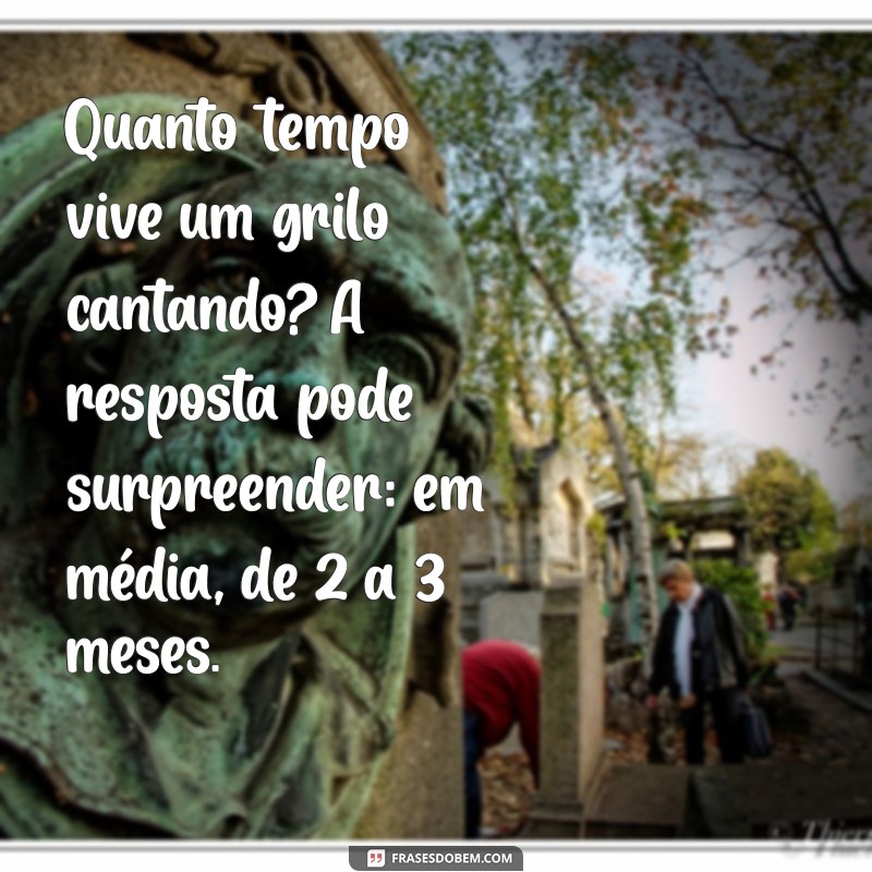 quanto tempo vive um grilo cantando Quanto tempo vive um grilo cantando? A resposta pode surpreender: em média, de 2 a 3 meses.