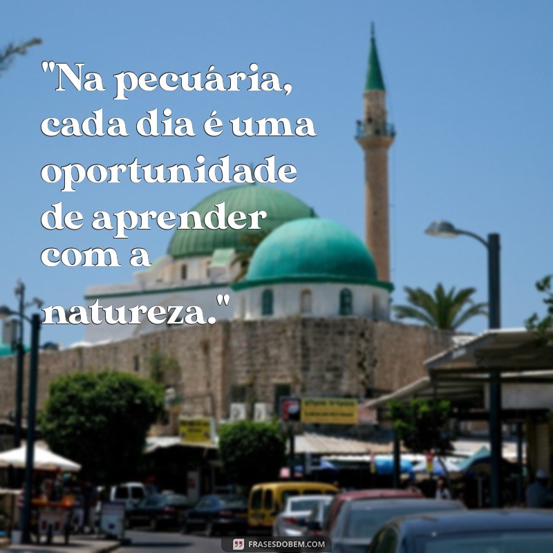 frases pecuária 