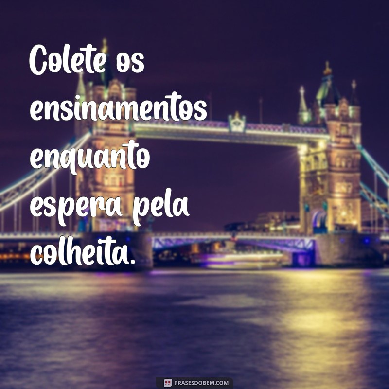 Frases Inspiradoras sobre Plantar e Colher: Cultivando Sabedoria e Resultados 