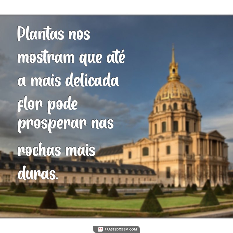 Frases Inspiradoras sobre Plantas: Conecte-se com a Natureza 