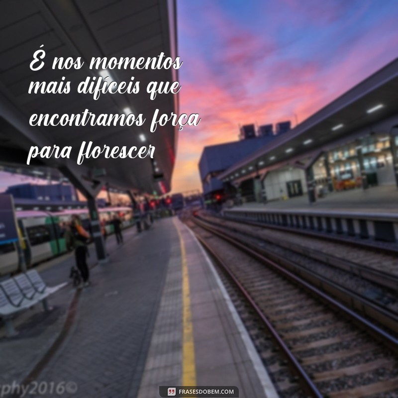 Frases Inspiradoras para Florescer e Renovar a Alma 