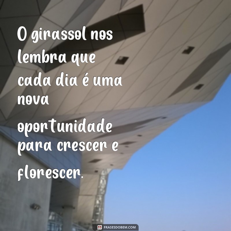 Encante-se com as mais belas fotos de girassóis acompanhadas de frases inspiradoras 