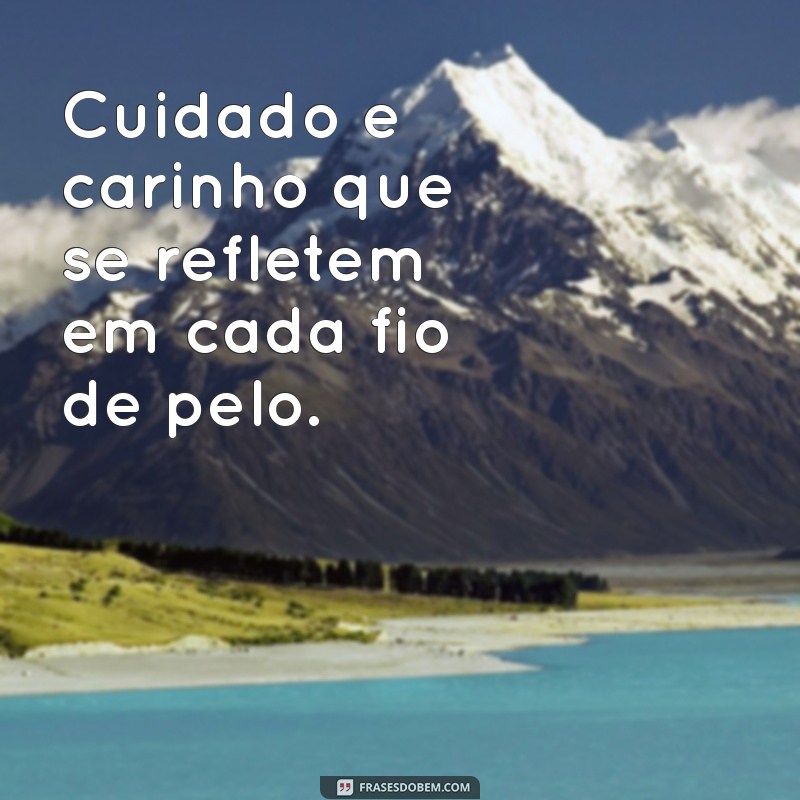 As Melhores Frases de Banho e Tosa para Inspirar e Divertir 