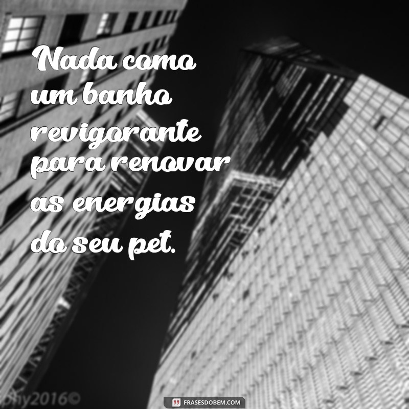 As Melhores Frases de Banho e Tosa para Inspirar e Divertir 