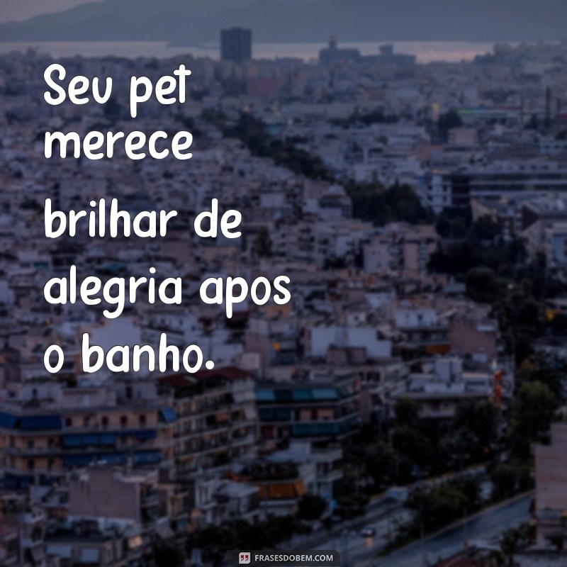 As Melhores Frases de Banho e Tosa para Inspirar e Divertir 