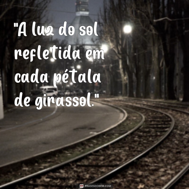 frases fotos de girassol 