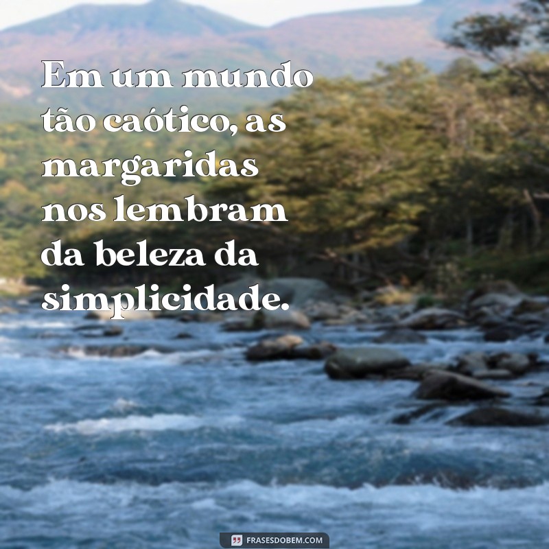 Descubra as melhores frases para se inspirar nos encantadores campos de margaridas 