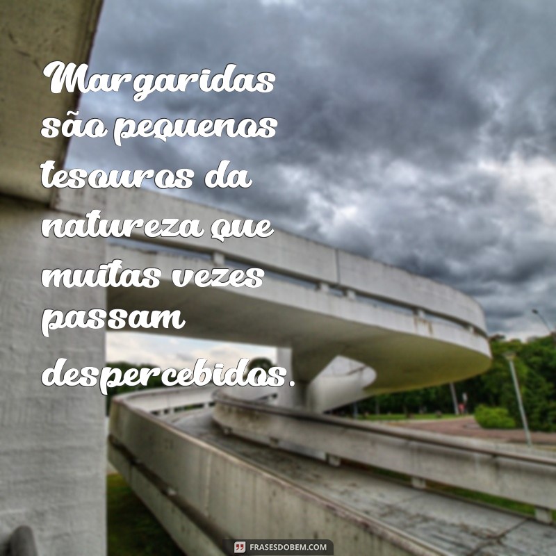 Descubra as melhores frases para se inspirar nos encantadores campos de margaridas 