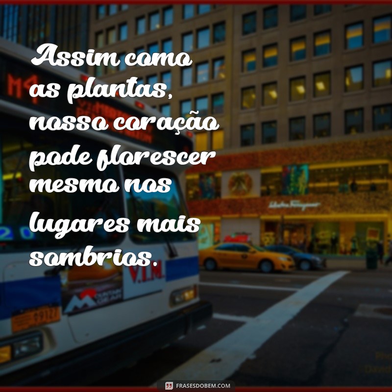 Descubra as melhores frases para expressar a beleza das plantas 