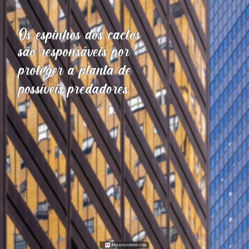 frases qual a função dos espinhos dos cactos Os espinhos dos cactos são responsáveis por proteger a planta de possíveis predadores.