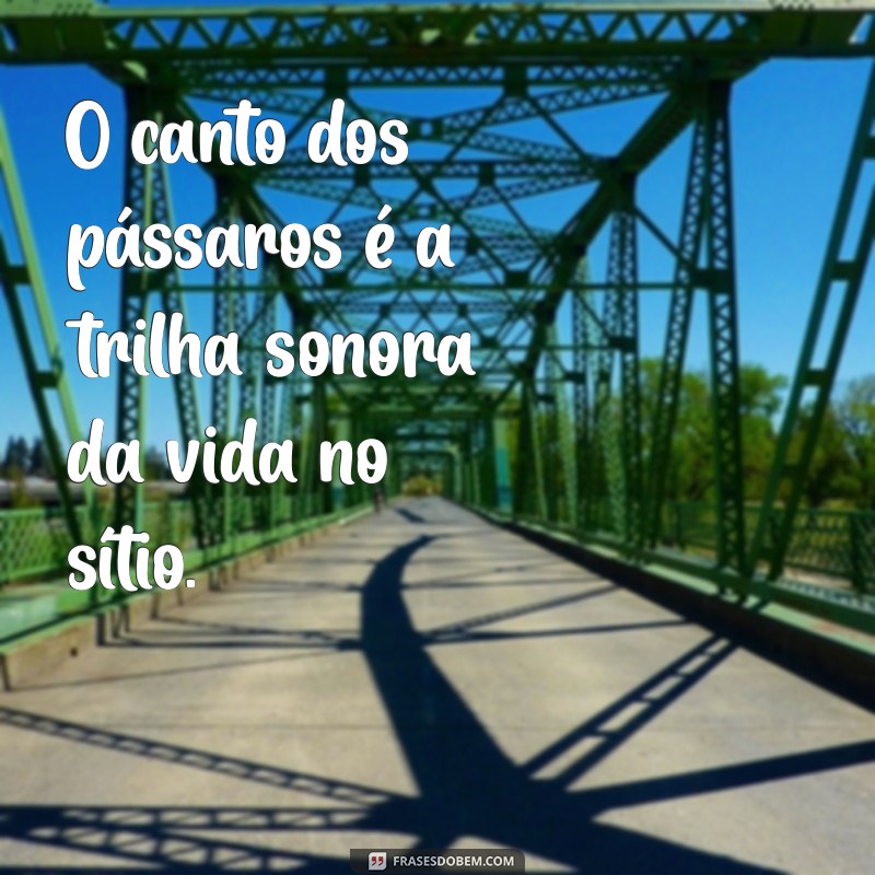 Frases Inspiradoras para Celebrar a Vida no Sítio: Conecte-se com a Natureza 