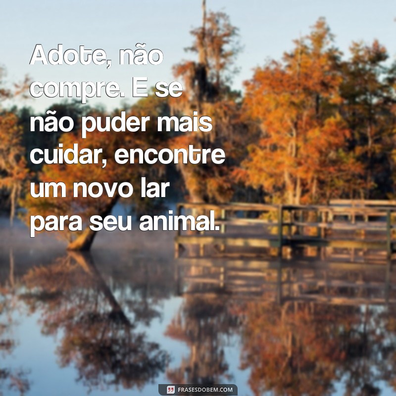 Conscientização e reflexão: Frases impactantes sobre o abandono de animais 