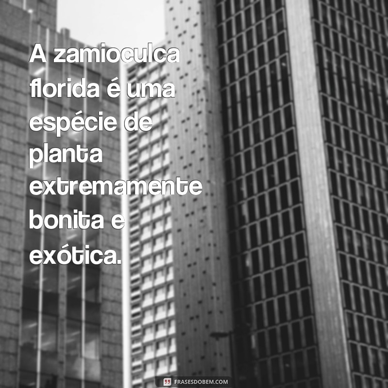 frases zamioculca florida A zamioculca florida é uma espécie de planta extremamente bonita e exótica.