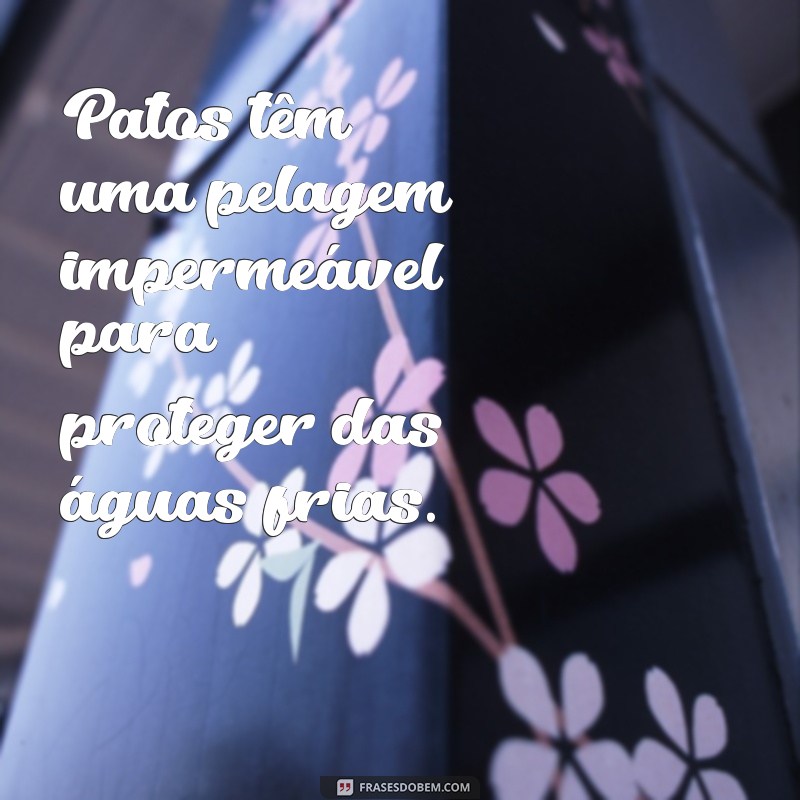 Descubra as melhores frases de patos e se encante com essas aves encantadoras! 