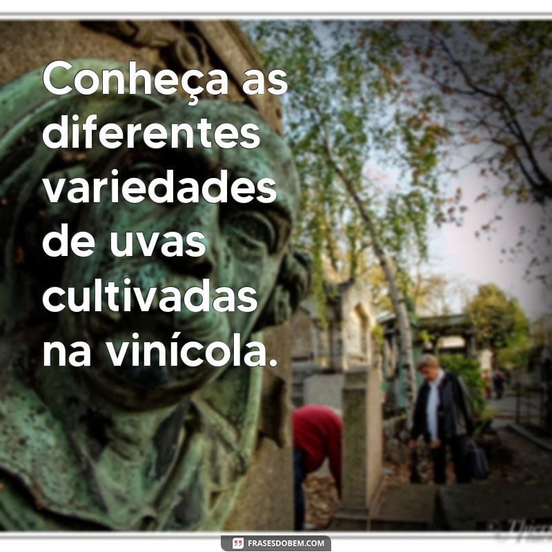 Descubra as melhores frases inspiradoras sobre vinho na Vinícola 