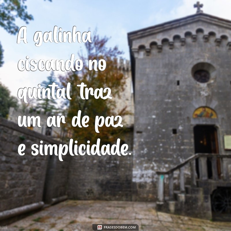 frases com galinha A galinha ciscando no quintal traz um ar de paz e simplicidade.