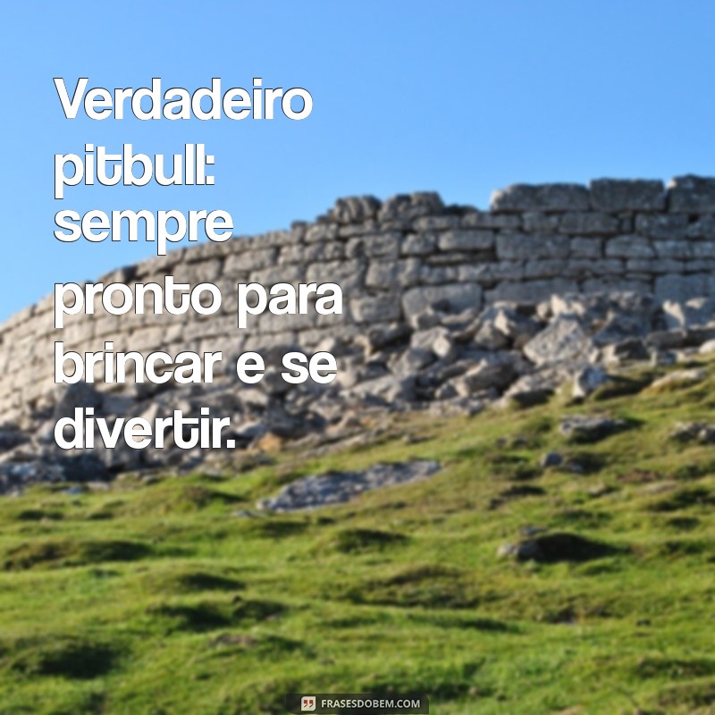 Desvendando o Verdadeiro Pitbull: Mitos e Realidades 