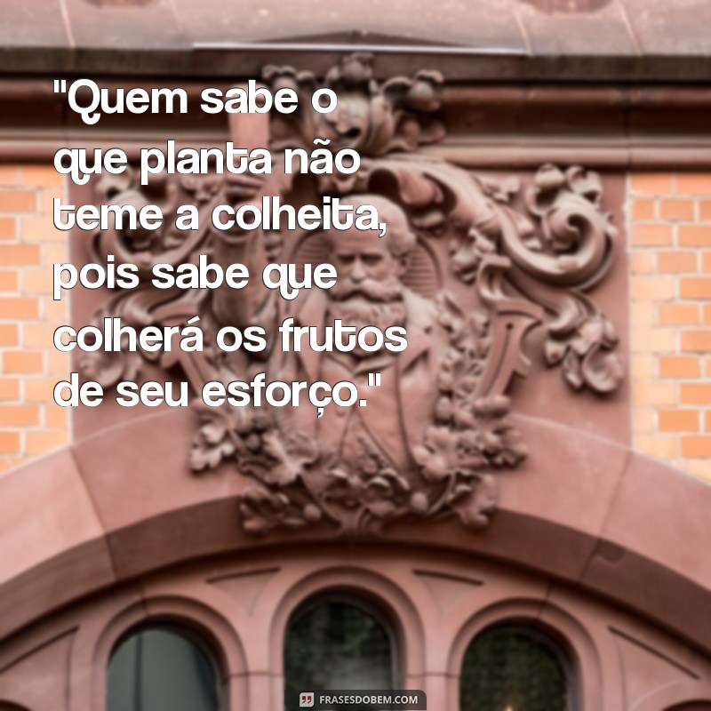 frases quem sabe o que planta não teme a colheita 