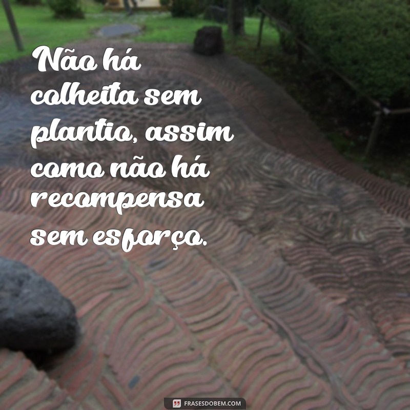 Conheça as melhores frases sobre plantar e colher sem medo do futuro 