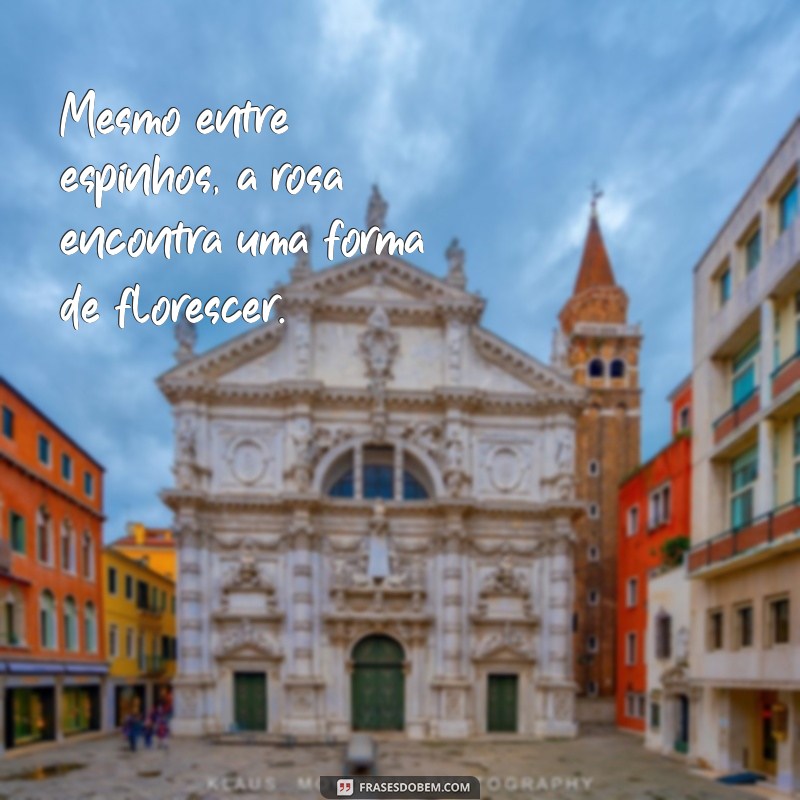 Frases Inspiradoras do Pequeno Príncipe Sobre a Rosa 