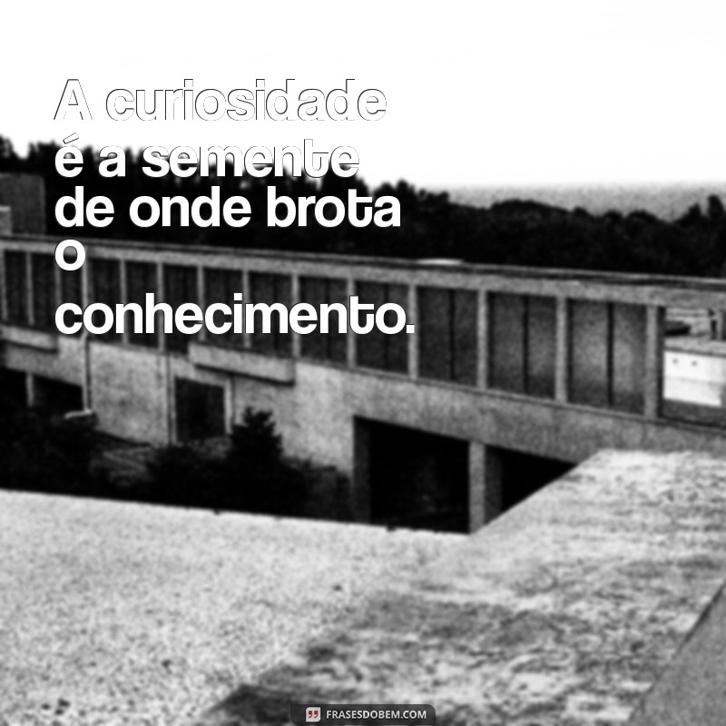 Descubra as Melhores Frases Inspiradoras para Buscar Conhecimento 