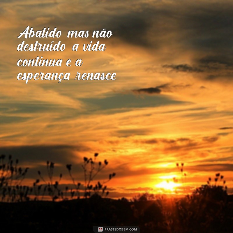 abatido mas não destruído Abatido, mas não destruído; a vida continua e a esperança renasce.