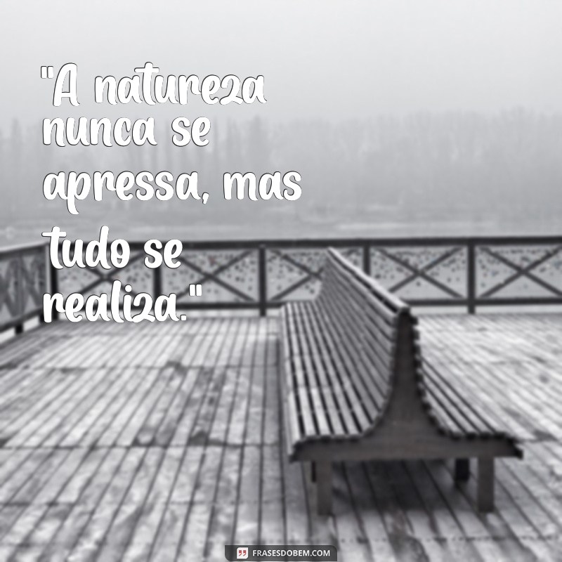 natureza frases reflexão tumblr 