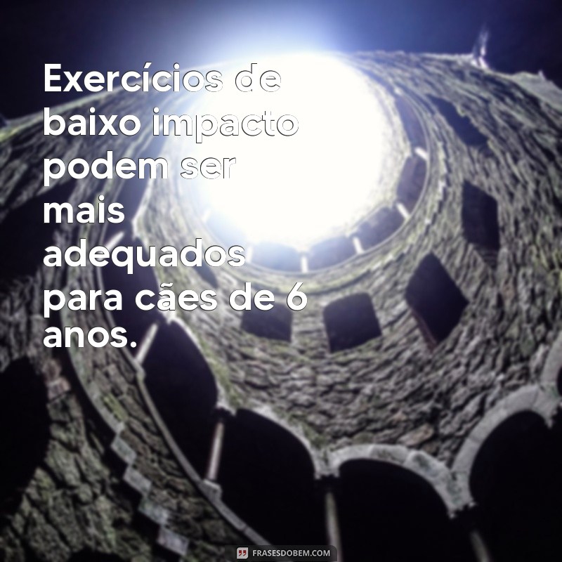 Entenda a Equivalência: 6 Anos em Idade de Cachorro e Seu Impacto na Vida do Seu Pet 