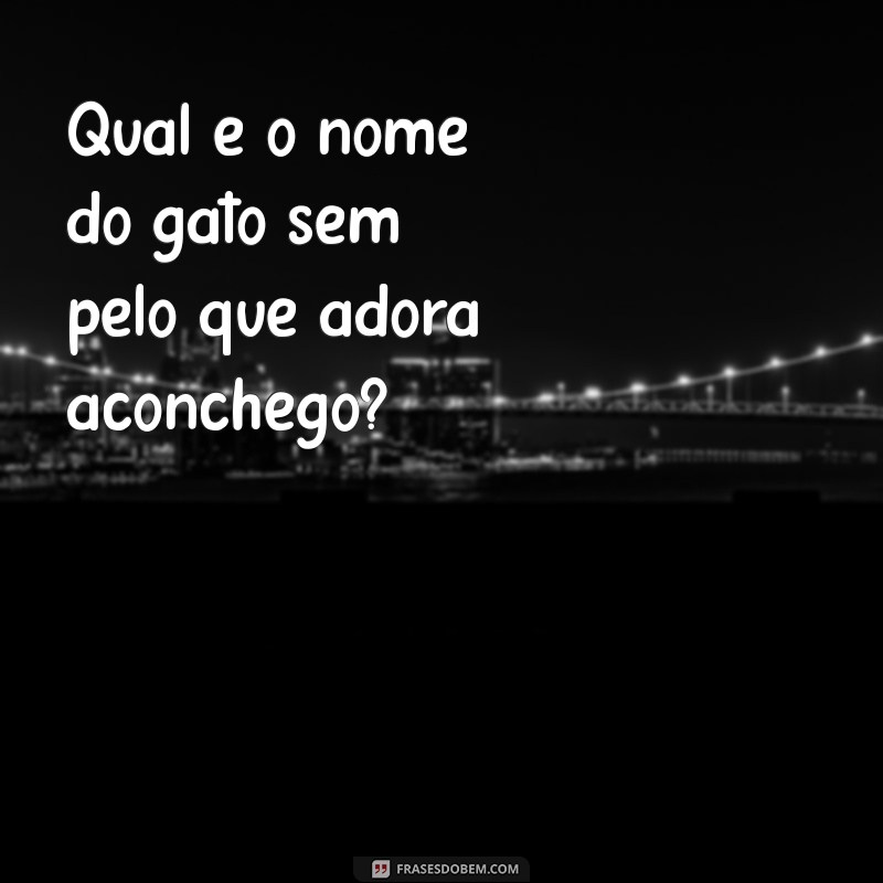 qual o nome do gato sem pelo Qual é o nome do gato sem pelo que adora aconchego?