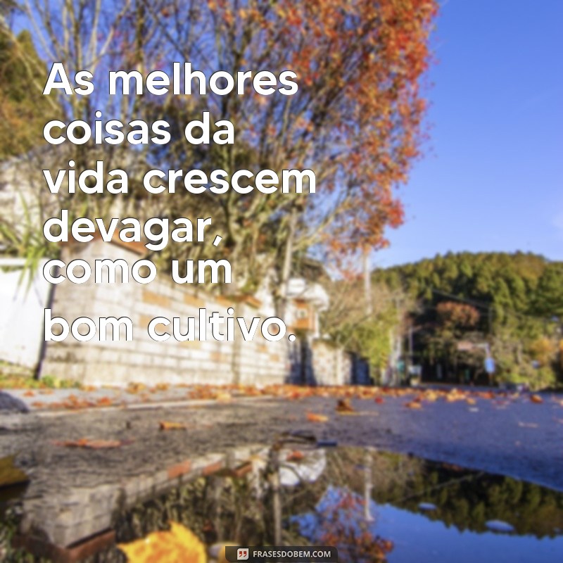 Frases Inspiradoras sobre Agronomia para Tumblr: Cultive Suas Ideias 