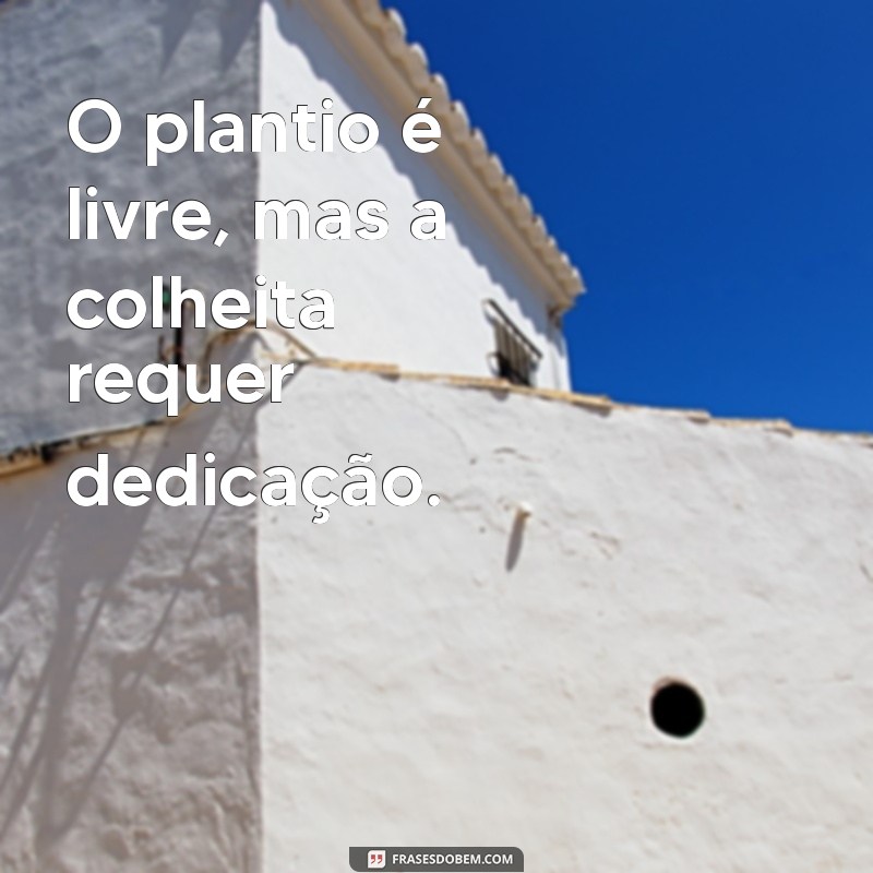 o plantio é livre O plantio é livre, mas a colheita requer dedicação.