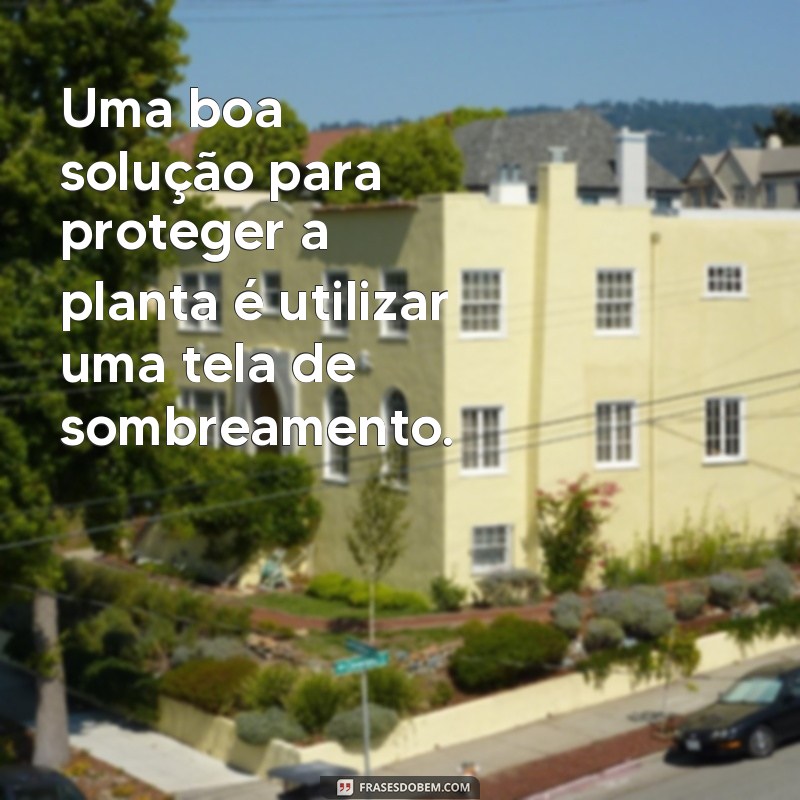 Descubra como cuidar da flor do deserto com essas incríveis frases! 