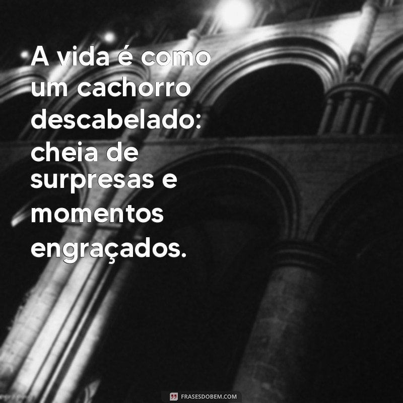 cachorro descabelado A vida é como um cachorro descabelado: cheia de surpresas e momentos engraçados.