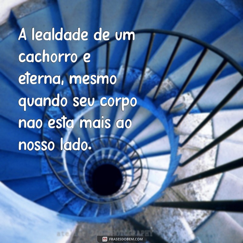 Como Lidar com a Perda de um Cachorro: Dicas para Superar a Dor 