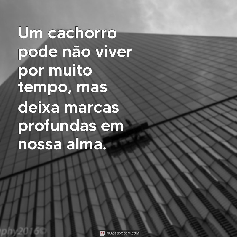 Como Lidar com a Perda de um Cachorro: Dicas para Superar a Dor 