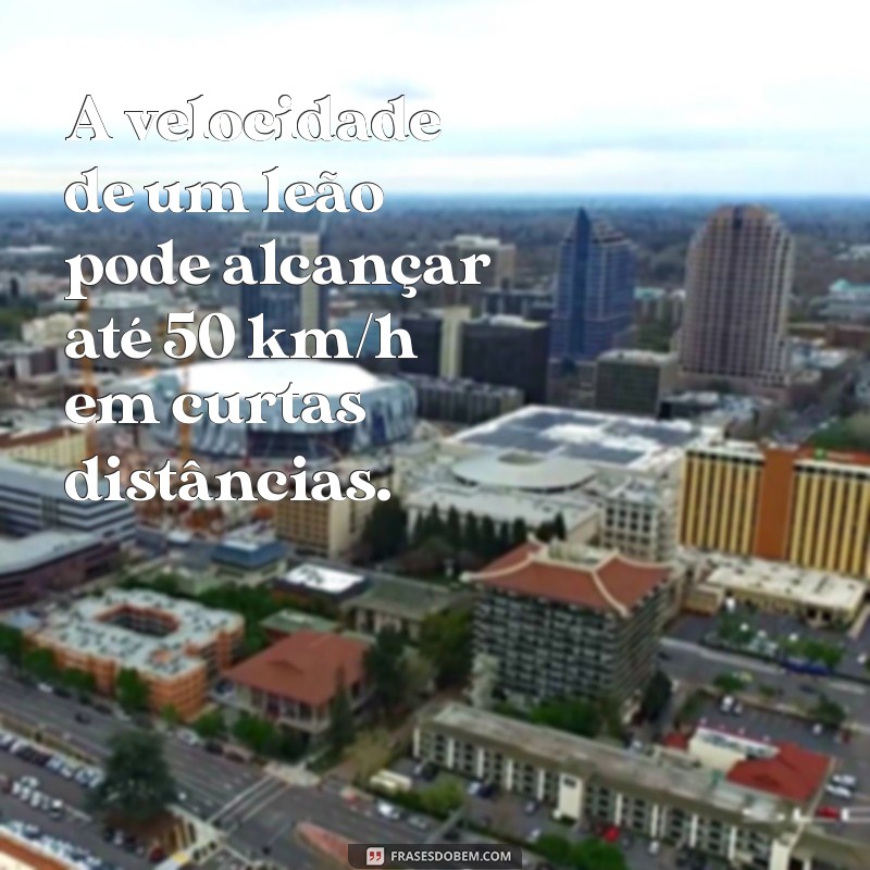 qual a velocidade de um leão A velocidade de um leão pode alcançar até 50 km/h em curtas distâncias.