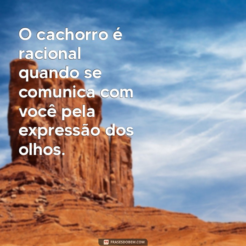 cachorro é racional O cachorro é racional quando se comunica com você pela expressão dos olhos.