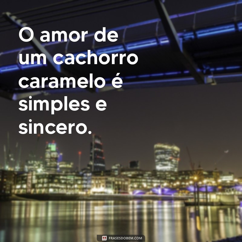 frases cachorro caramelo O amor de um cachorro caramelo é simples e sincero.