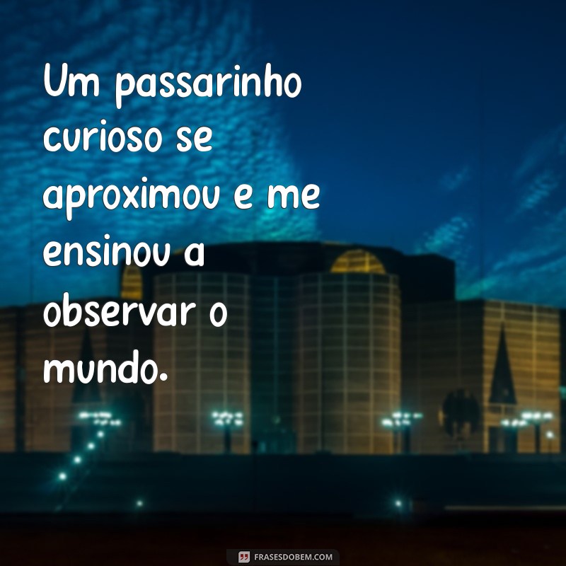 Frases Inspiradoras com a Palavra Passarinho para Refletir e Compartilhar 