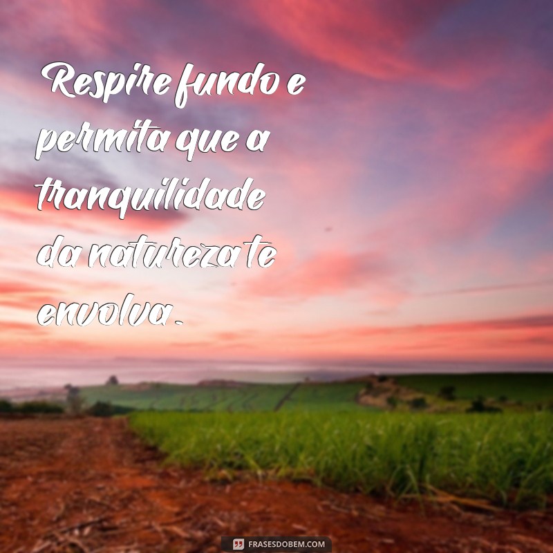 As Melhores Frases para Capturar a Beleza da Natureza em Suas Fotos 