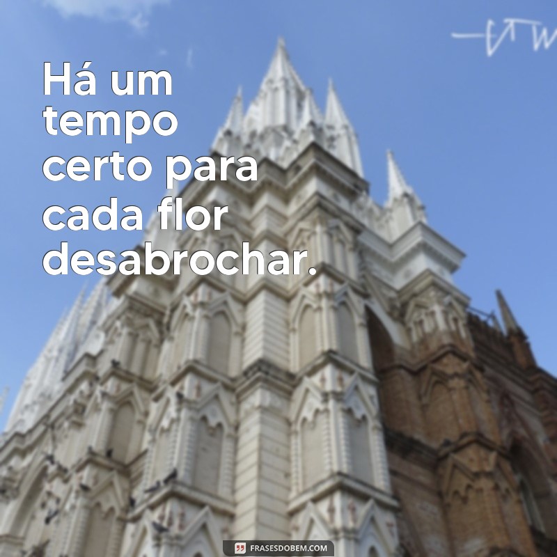 ha um tempo certo para tudo Há um tempo certo para cada flor desabrochar.