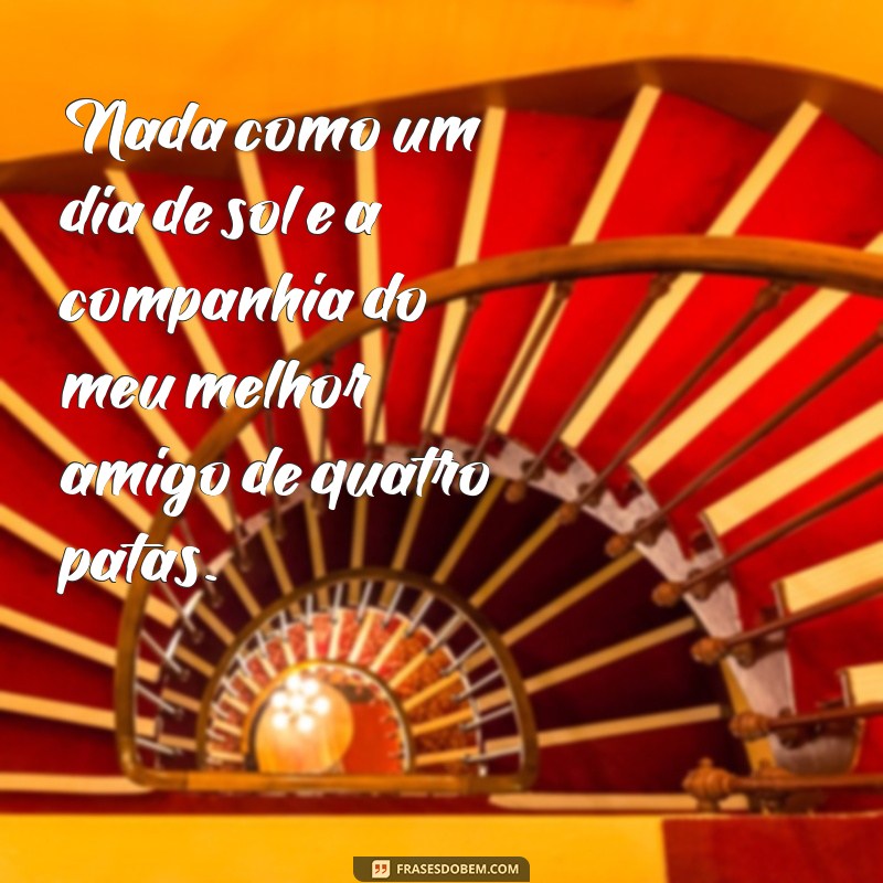 50 Frases Inspiradoras para Legendar suas Fotos com Cachorros 