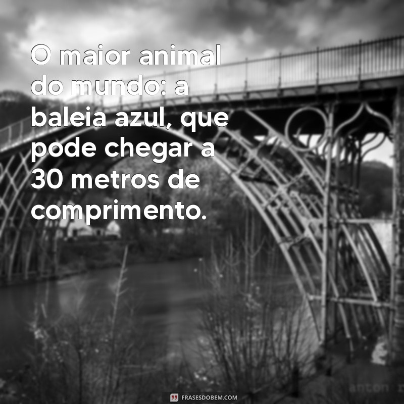 o maior do mundo O maior animal do mundo: a baleia azul, que pode chegar a 30 metros de comprimento.