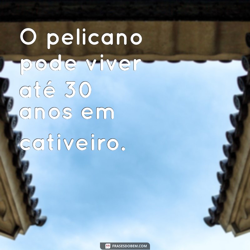 Descubra Qual É a Ave que Vive Mais Tempo: Curiosidades e Fatos Incríveis 