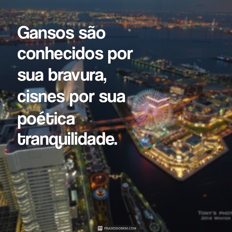 Descubra as Diferenças Entre Gansos e Cisnes: Características, Hábitos e Curiosidades 