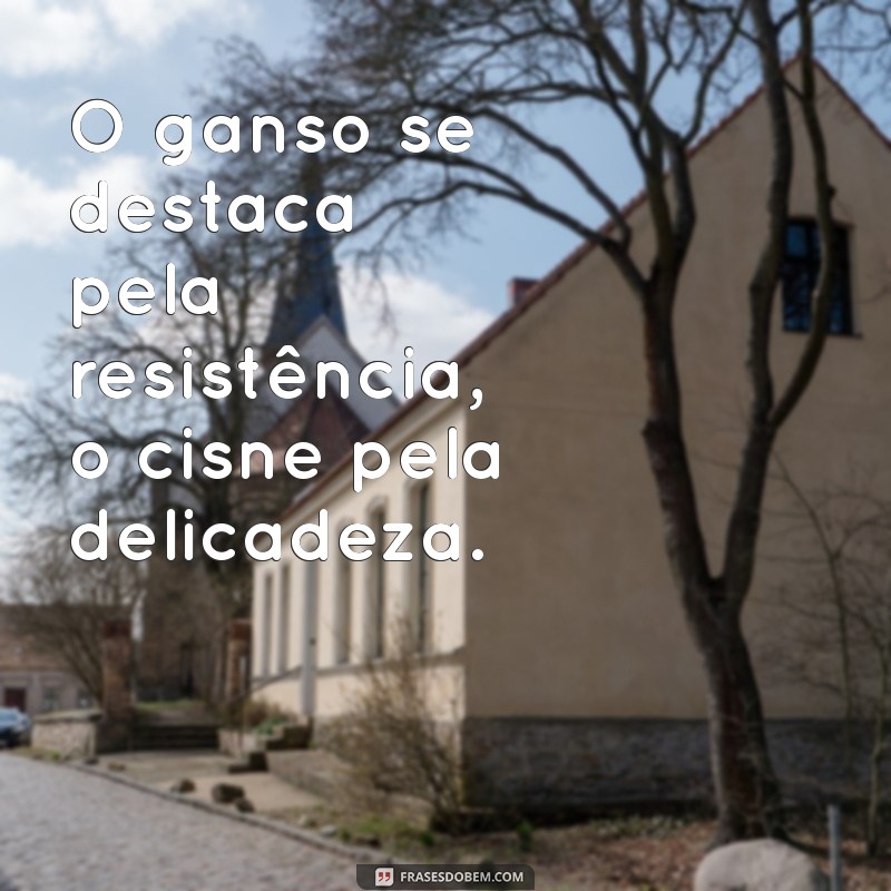 Descubra as Diferenças Entre Gansos e Cisnes: Características, Hábitos e Curiosidades 