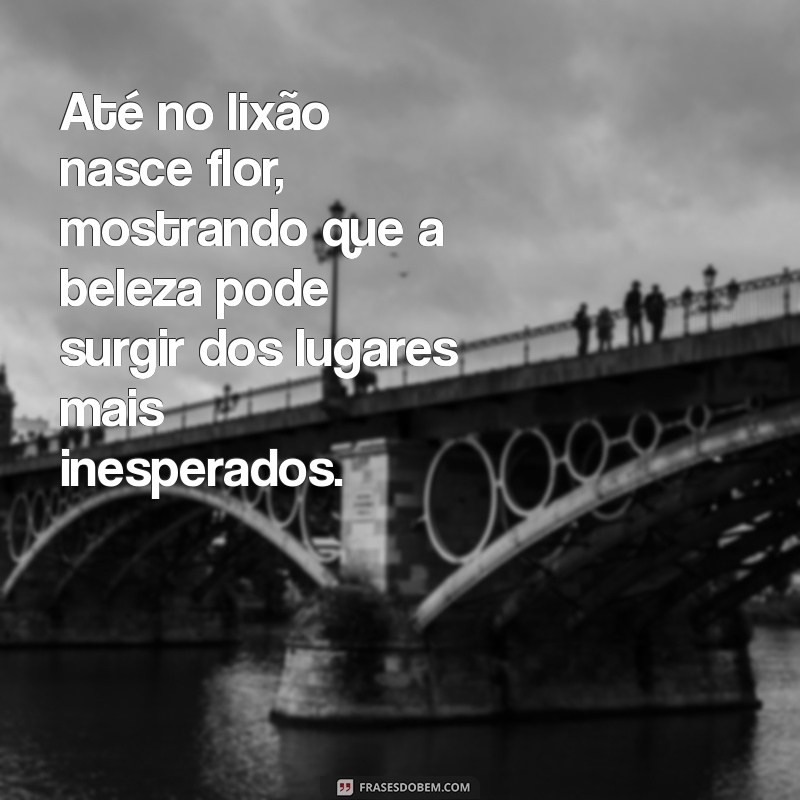 até no lixão nasce flor frases Até no lixão nasce flor, mostrando que a beleza pode surgir dos lugares mais inesperados.